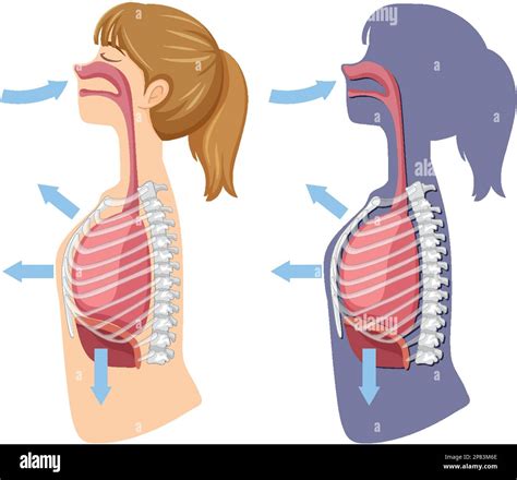 to inhale and exhale figgerits|To inhale and exhale Figgerits [ Answers ] .